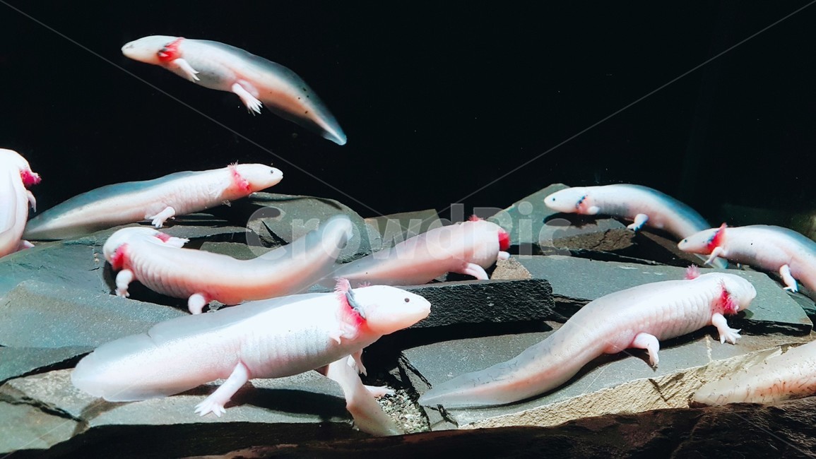우파루파,희귀동물,물고기,아홀로틀,멕시코도롱뇽,어류,물고기,fish