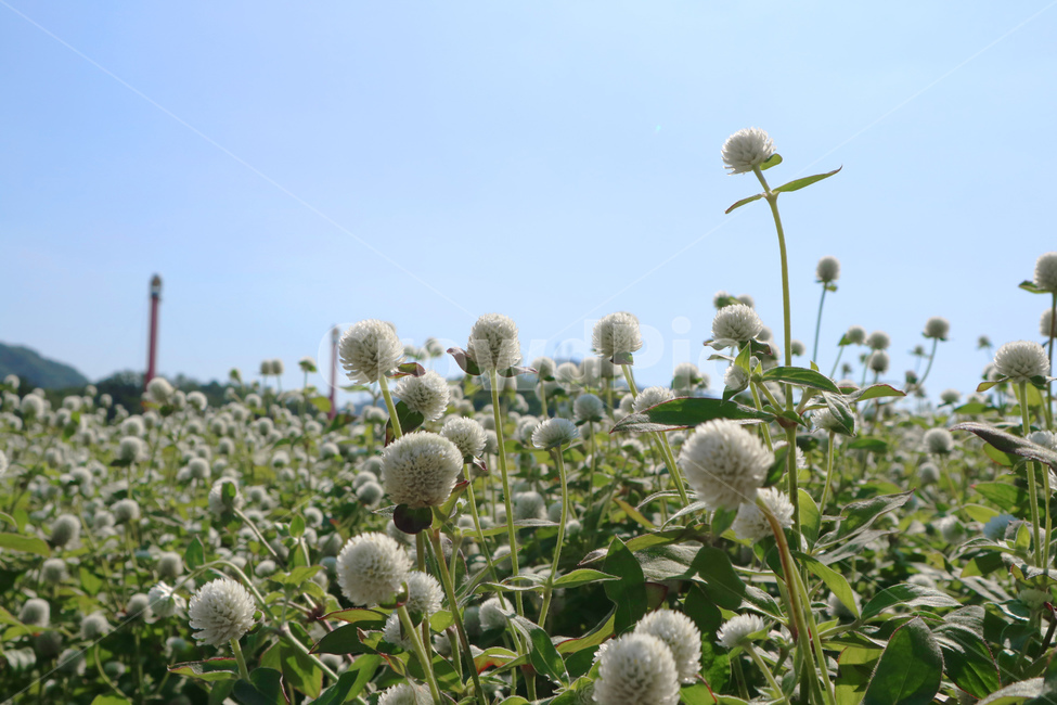 globeamaranth,outdoor,leaf,park,natural,field,blooming,color,beauty,bloom,colorful,plant,floral,flora,background,green,blossom,garden,beautiful,nature,flower,식물,천일홍,꽃밭,꽃,정원,공원,white,하얀색,흰색,식물,자연,plants,nature,꽃,flower