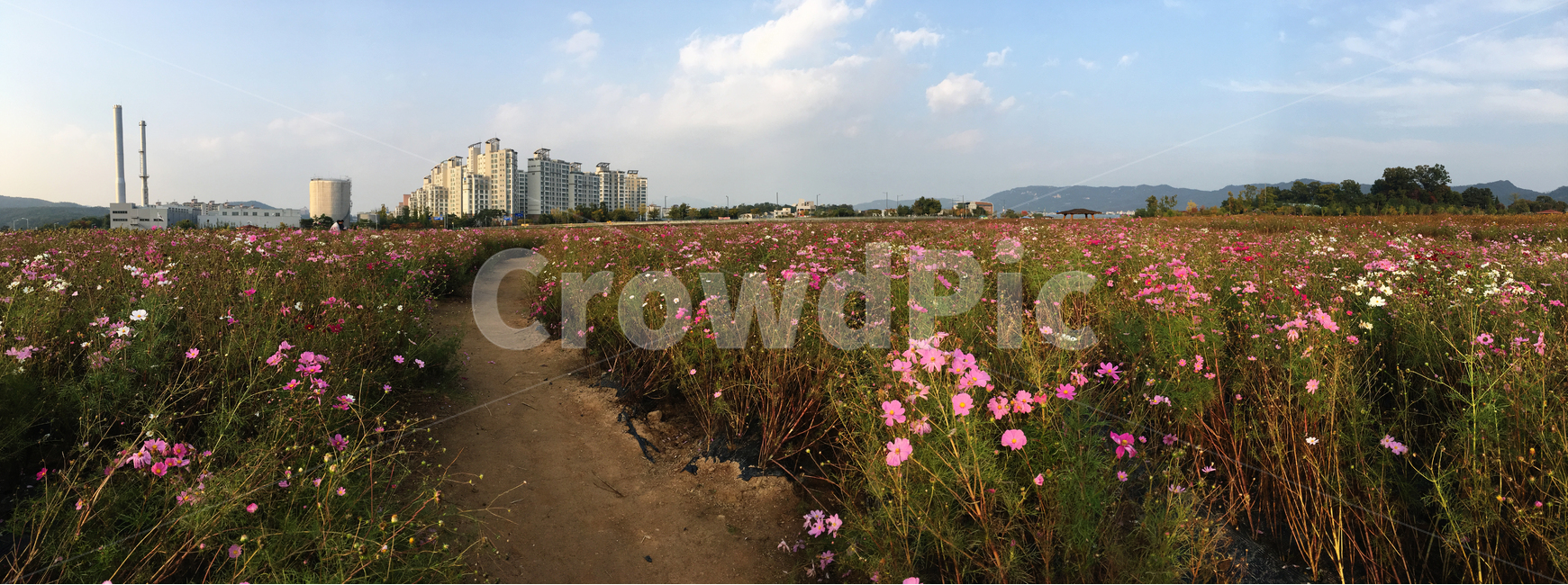 파노라마,가을,풍경,꽃길,배경,자연,풍경,nature,landscape