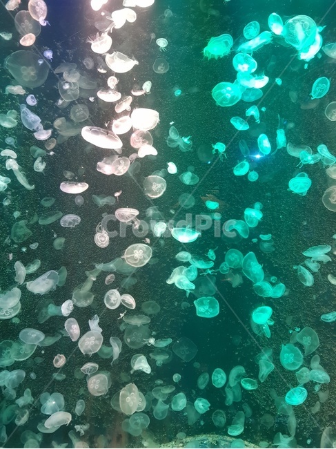 해파리,조명,몽환,신비,아쿠아리움,수족관,빛,light,jellyfish,fantasy,magic,aquarium