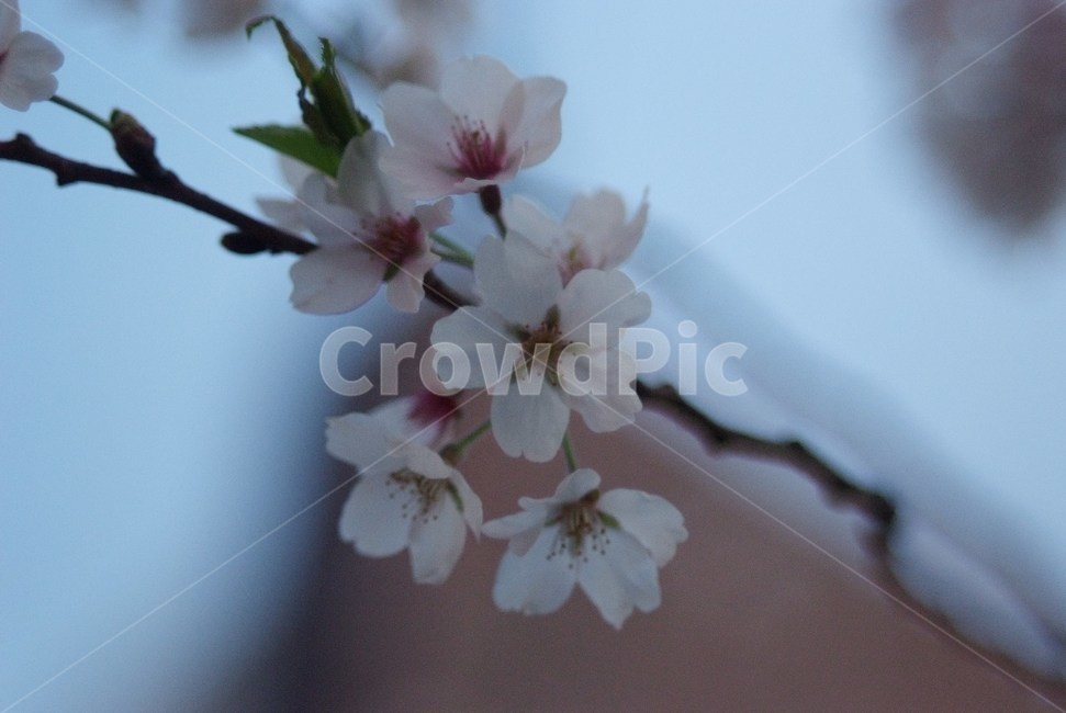 벚꽃,봄,식물,꽃,하늘,cerasus,벚나무,자연,flower,하얀색,분홍색,연분홍,pink,만개,봄,계절,spring,season,꽃,flower,plant,blossom