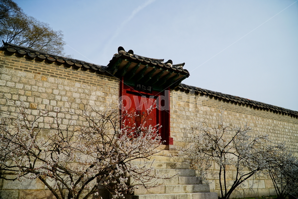 창덕궁,한국,korea,대한민국,서울,seoul,고궁,궁전,궁궐,조선,조선시대,조선왕조,왕궁,한옥,한국적인,한국문화,문화,한국전통,전통,문화재,전통문화,지붕,처마,담청,풍경,landscape,자연,nature,봄,봄꽃,spring,4월,april,기와,왕실,palace,changdeokgung,한국자연,한국풍경,나무,tree,벚꽃,매실나무,역사,히스토리,history,한국전통,한국문화,korean traditional,korean culture,건축물,건물외관,exterior,building,structure,architecture,construction