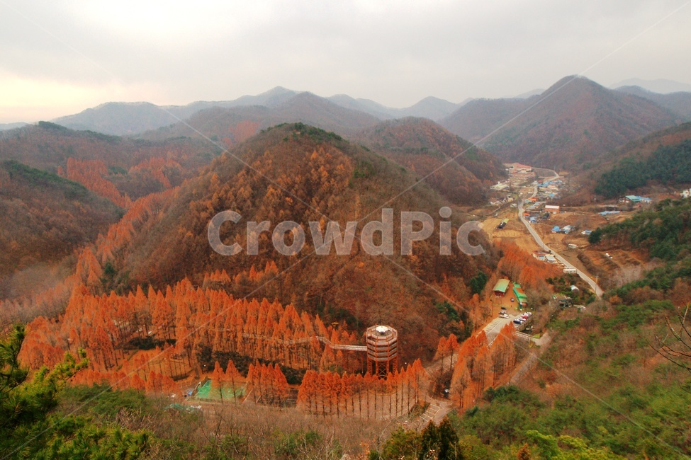 대전관광,장태산,단풍,풍경,가을,가을,계절,fall,autumn,season,자연,풍경,nature,landscape,outdoors,옥외,scenery