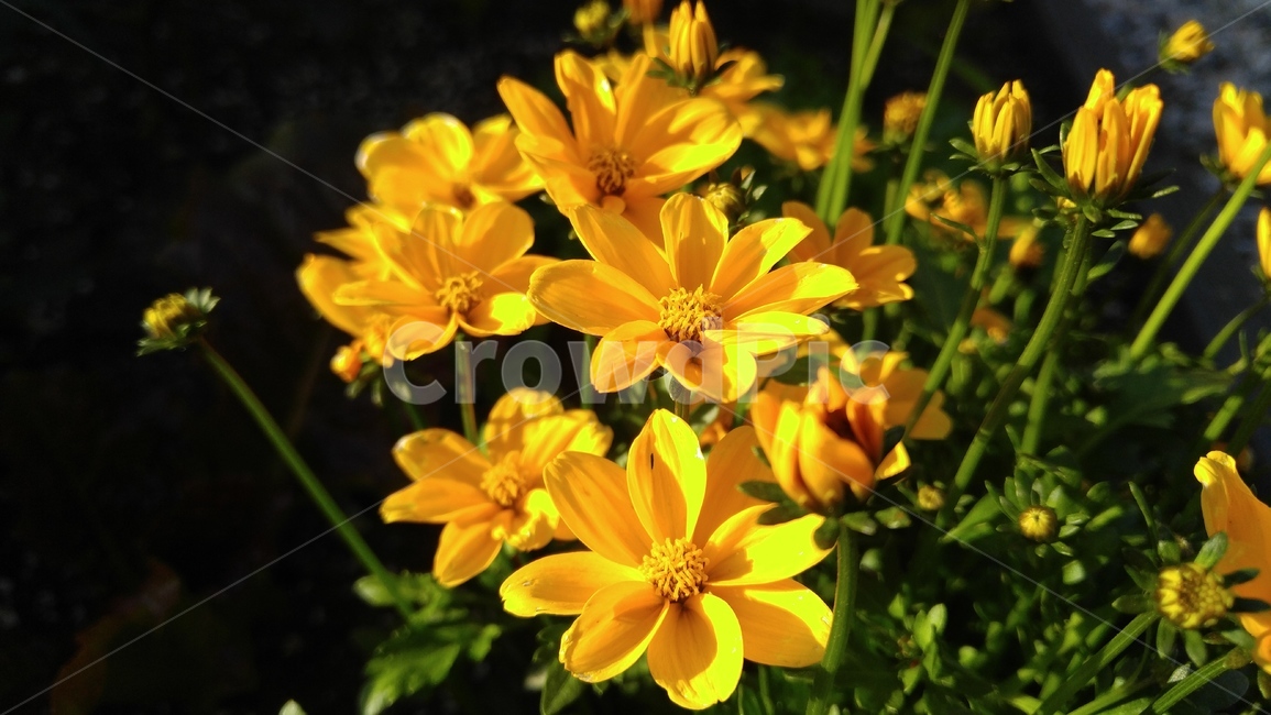 노랑꽃,꽃,식물,녹색,배경,감성,계절,flower,yellowflower,flants,green,background,emotional,season
