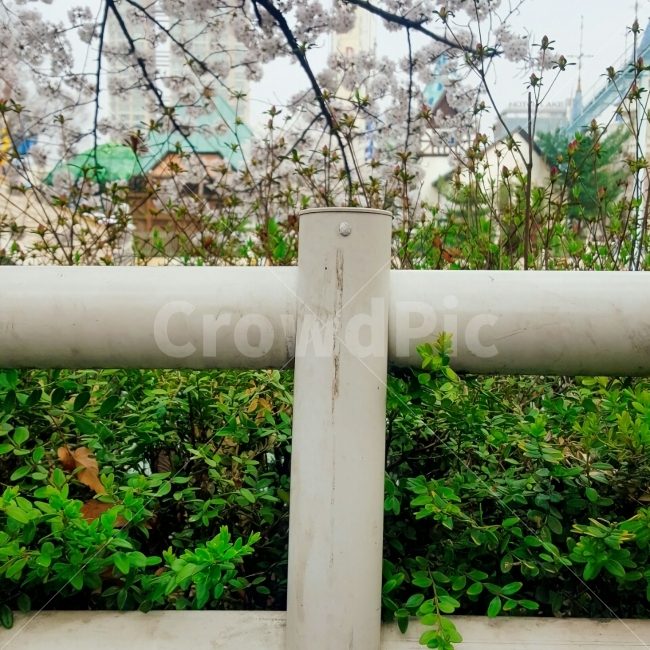 봄,벚꽃,나뭇잎,잎,나뭇가지,울타리,spring,cherryblossom,leaf,fence
