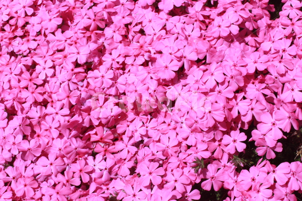 꽃,꽃잔디,식물,꽃잎,분홍색,식물,자연,plants,nature,꽃,flower