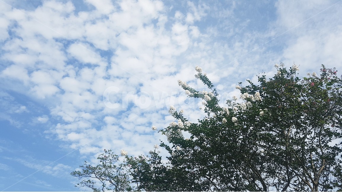 하늘,구름,sky,clouds,자연,나무,풍경,nature,view,tree,봄,spring,바탕화면,감성,감성사진,꽃,flower,봄,계절,spring,season,자연,풍경,nature,landscape,식물,plants,나무,trees,wood,plant