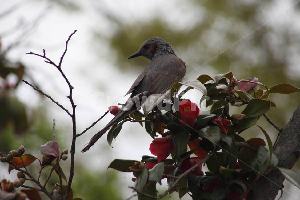 동백,직박구리,새,조류,brownearedbulbul,참새목,식물,자연,plants,nature,꽃,flower,동물,animal,조류,새,birds