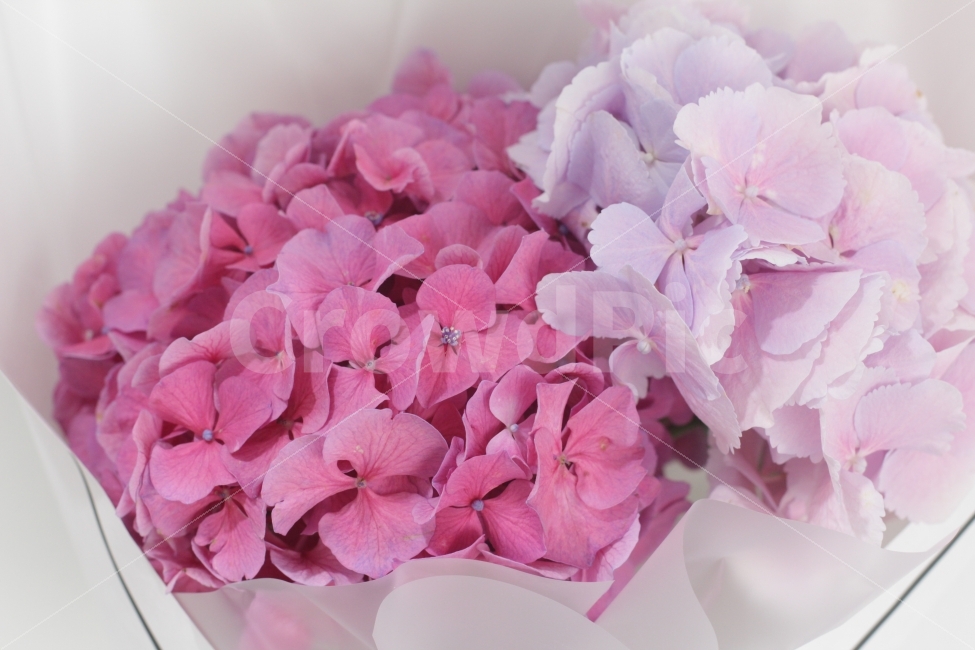 수국,꽃,꽃사진,수국꽃,꽃다발,flower,floral,식물,자연,plants,nature,꽃,flower,기념일,축하,anniversary,congratulation,celebrate,celebration