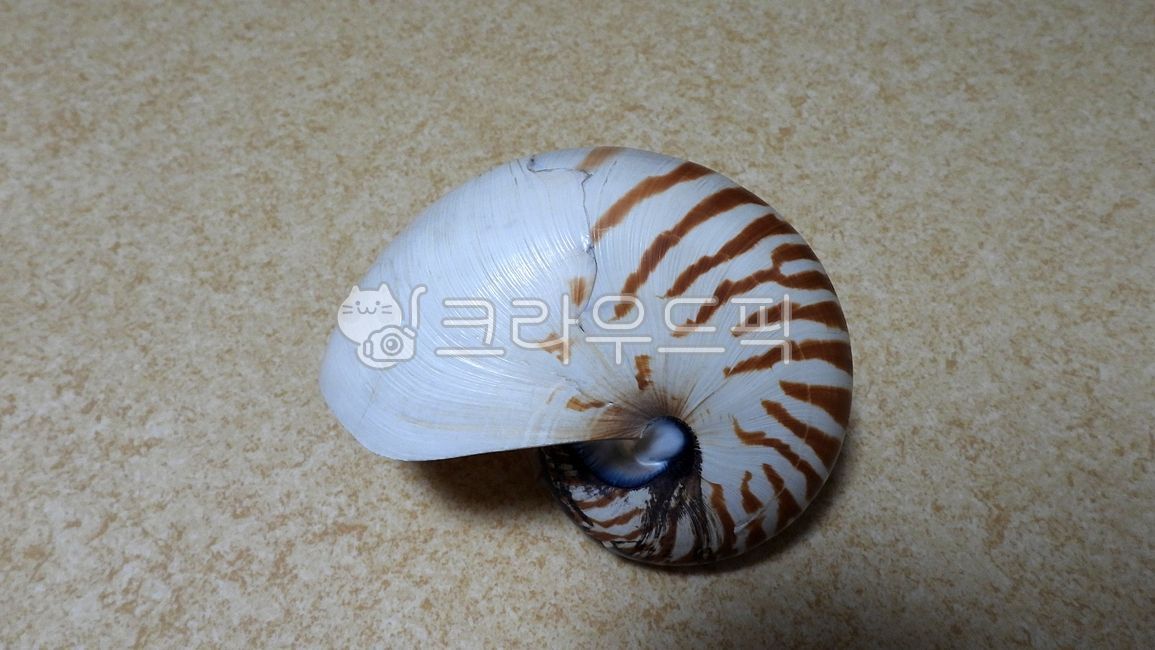 앵무조개,노틸러스,cephalopoda,chambered,pearly,nautilus,십완목,十腕目,연체동물,두족류,암모나이트,암몬조개