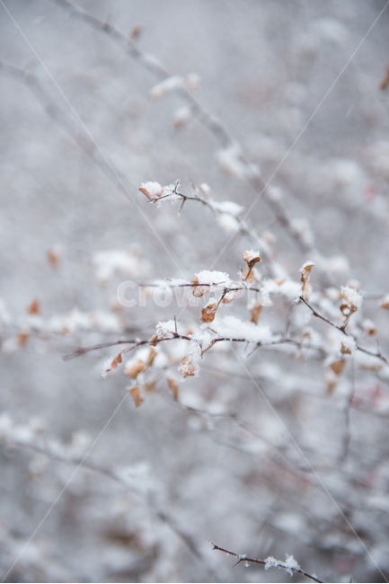 눈꽃,겨울눈,새싹,봄,꽃봉오리,낙옆,겨울,겨울,계절,winter,season