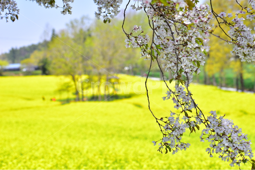 유채꽃,벗꽃,고성보리밭,고성,고성유채밭,봄,계절,spring,season,식물,자연,plants,nature,꽃,flower,plant,tree,나무,grass,잔디