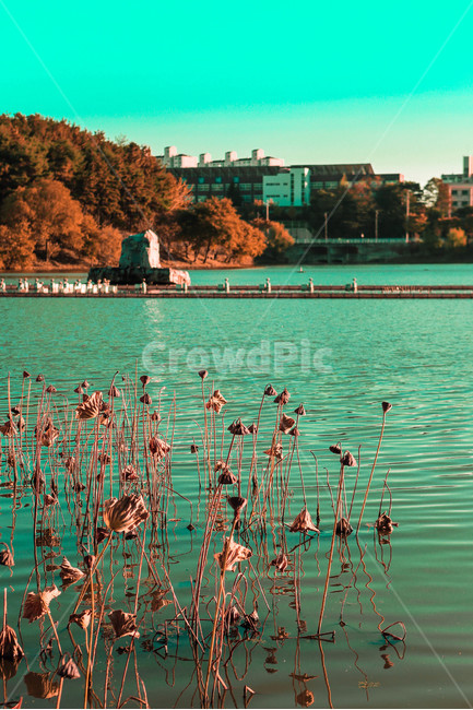 호수,자연,물결,식물,호수공원,가을,계절,fall,autumn,season,도시,풍경,city,landscape,한국도시풍경,한국도시경관,korea cityscape,색깔,색상,색채,색감,color sense,color sensitivity,feeling of color,water,물,waterfront,워터 프론트,pier,교각,dock,독,port,포트,물가