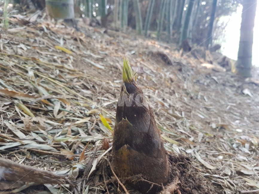 대나무,죽순,대나무싹,군산,산속
