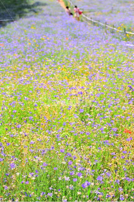 꽃밭,꽃길,전원풍경,시즌,계절,season,flowers,수레국화,금계국,배경,바탕,백그라운드,flowergarden,가느,정원,6월,목가적,풍경,landscape,들꽃,꽃누리,background,힐링,healing