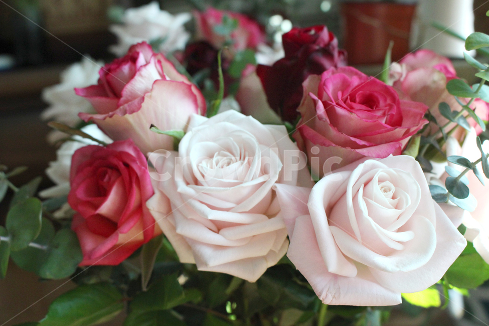 rose,장미,flower,plant,blossom,꽃,핑크장미,장미꽃,장미한송이,꽃잎,roseday,로즈데이,식물,꽃꽂이,꽃다발,꽃,flower