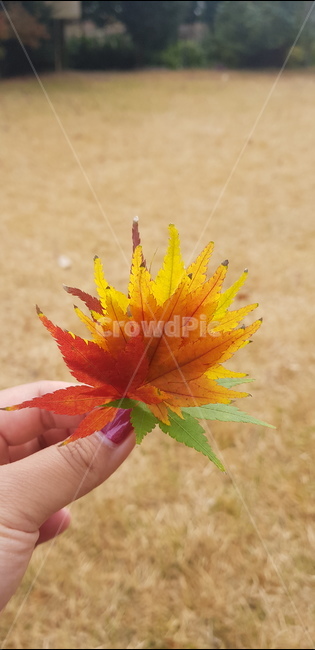 가을,단풍,나뭇잎,알록달록,maple,leaf,가을,계절,fall,autumn,season,잎,plant,식물,tree,나무
