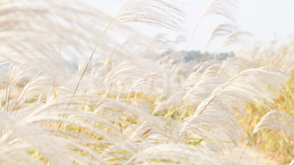 갈대,따뜻한,가을,설렘,바람,가을,계절,fall,autumn,season,grass,잔디,plant,식물