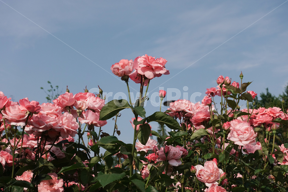장미,하늘,장미넝쿨,꽃,자연,식물,자연,plants,nature,꽃,flower