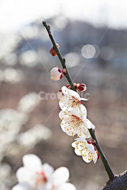 매화꽃,매화,꽃,나무,배경,자연,봄,계절,spring,season,식물,자연,plants,nature,꽃,flower,plant,blossom