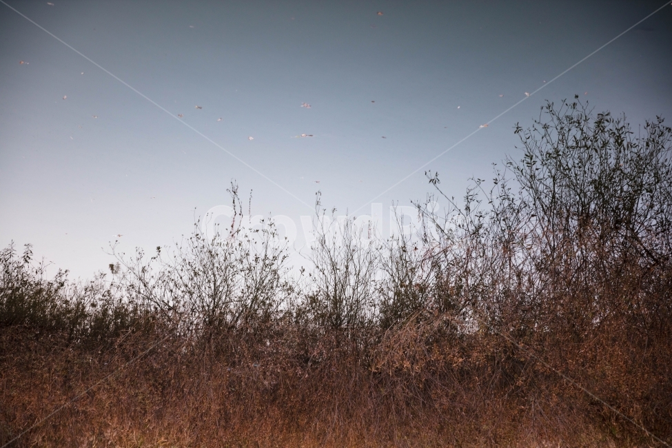 반전,반영사진,반영,몽환,갈색풀,저수지,공원,가을,계절,fall,autumn,season,자연,풍경,nature,landscape,야경,밤,nightscape,night,flock,대군,animal,동물