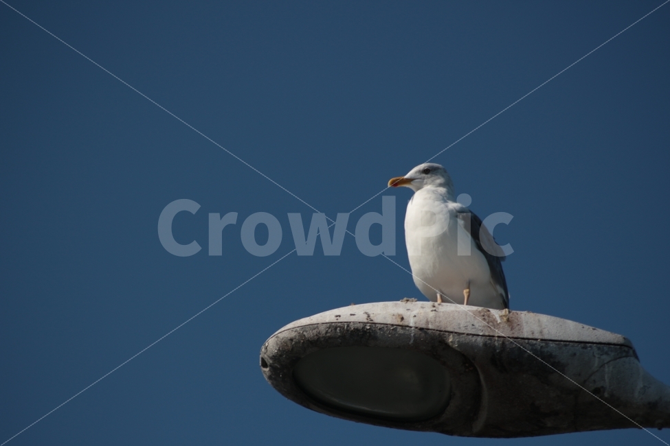 갈매기,동물,새,조류,가로등,gull,동물,animal,조류,새,birds