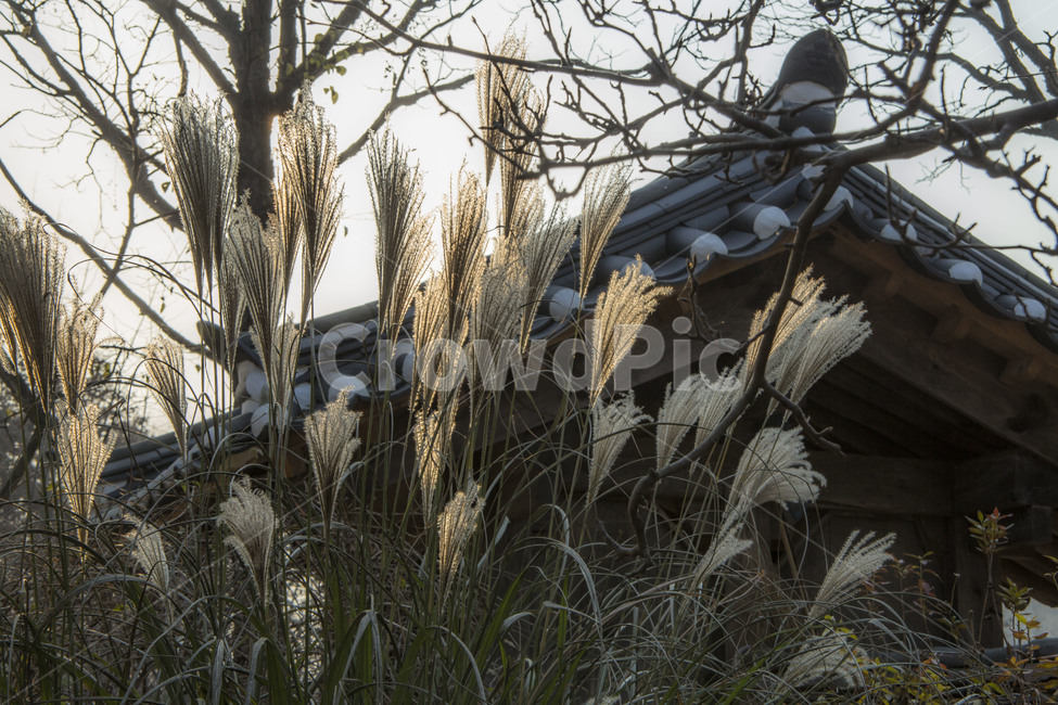 억새,가을,기와,억새풀,감성,가을,계절,fall,autumn,season,한국전통,한국문화,korean traditional,korean culture,식물,자연,plants,nature,plant,grass,잔디