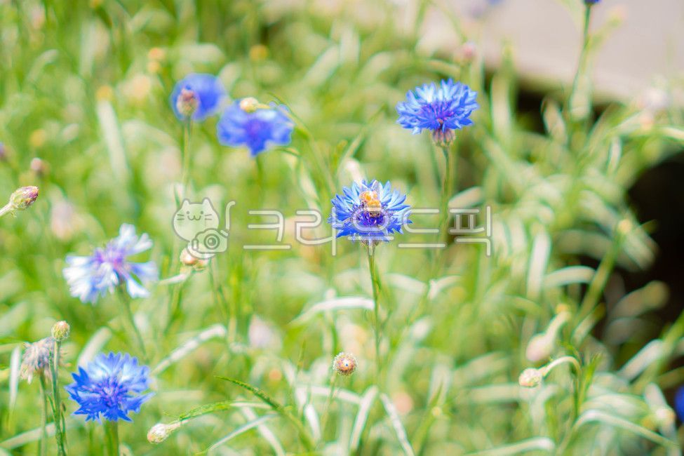 공원,양봉장,곤충,꽃잎,야생,양봉가,꿀벌,정원,아름다움,초록,여름,자연,봄,꽃