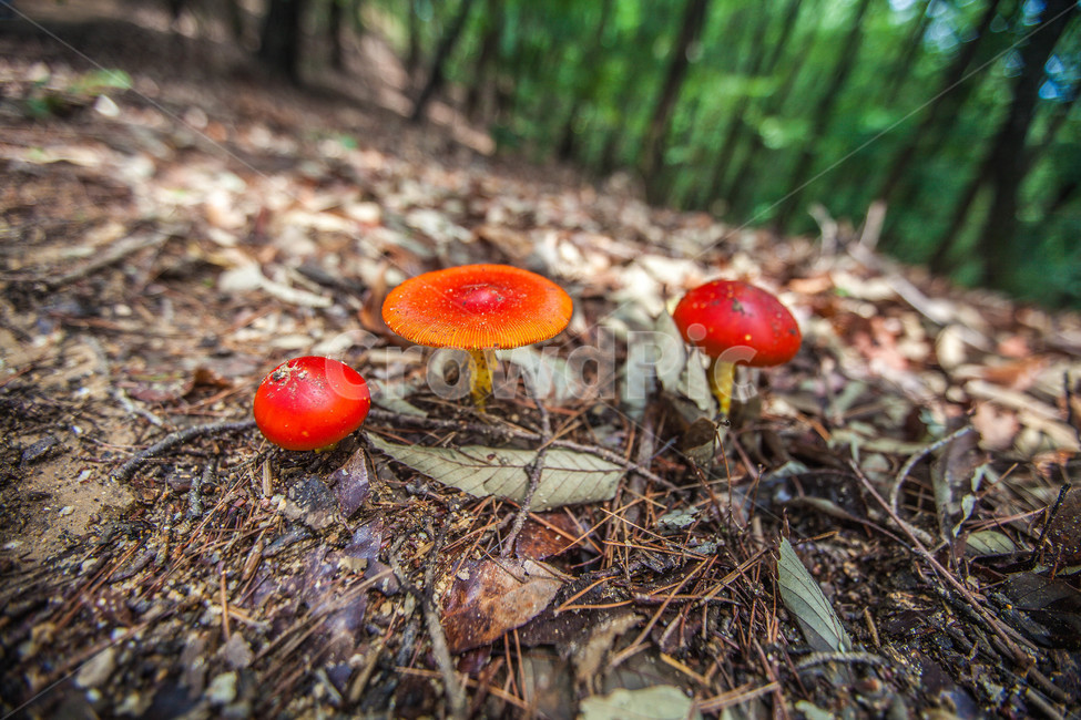 버섯,계란버섯,식물,mushroom,자연