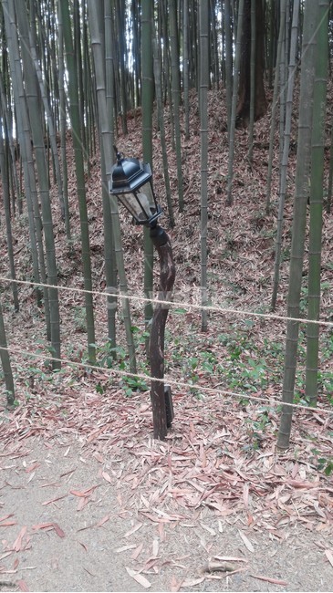 담양,죽녹원,대나무,대나무길,가로등