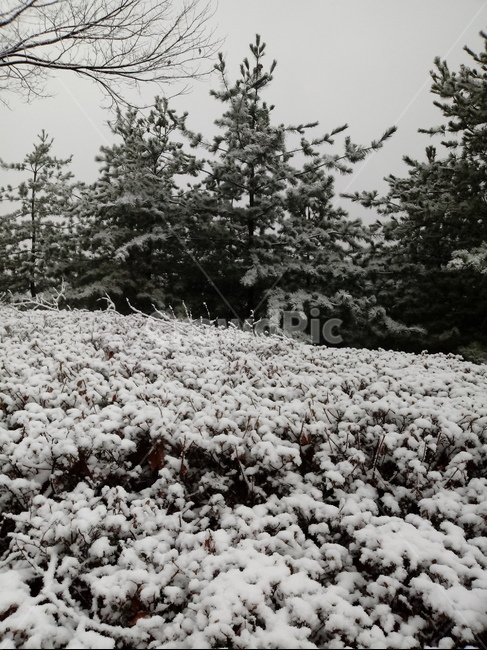 눈,설경,나무,나무가지,snow,하얀눈,자연,옥외,nature,winter,겨울,겨울,계절,winter,season