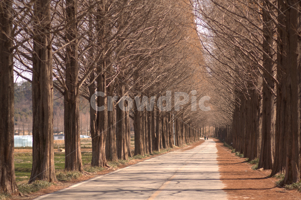 담양,메카세쿼이어,나무,가을,숲길