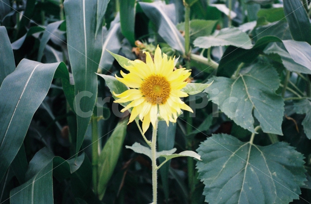 여름,꽃,해바라기,이미지사진,감성사진,이미지,감성,색감,필름,필름사진,film,flower,분위기사진,자연,여름,계절,summer,season,식물,자연,plants,nature,꽃,flower,감성,sensible,feeling,plant,blossom