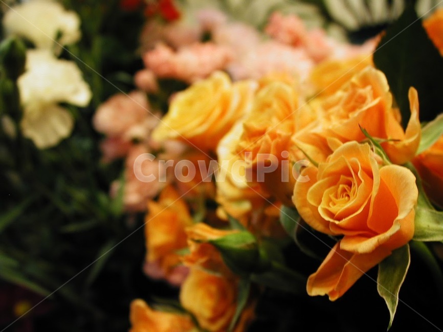 꽃,식물,바탕화면,배경,자연,화사한,클로즈업,flower,식물,자연,plants,nature,꽃,flower