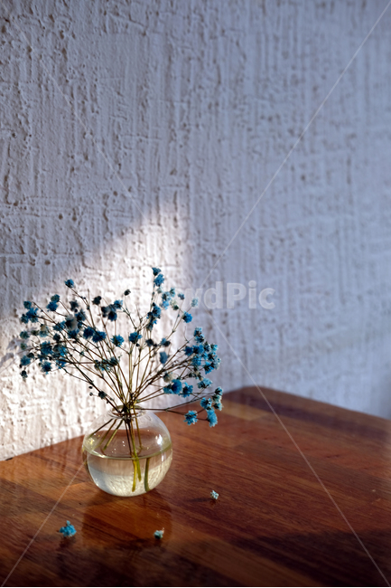 플리저브드플라워,천일화,꽃,테이블위,꽃병,봄,식물,자연,plants,nature,꽃,flower,실내용화초,화분,화초,house plant,감성,sensible,feeling,인테리어,실내디자인,interior design