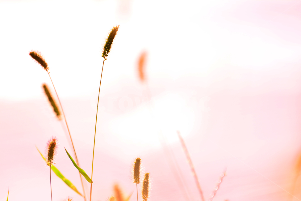 가을,강아지풀,들꽃,야생화,우리꽃,토종,가을꽃,들풀,시즌,계절,야외,9월,10월,감성,분위기,필링,배경,바탕,백그라운드,석양,노을빛,해질무렵,season,fall,autumn,emotion,sensible,feeling,background,plants,flowers,wildflowers,sunset,노랑색,옐로우,yellow,역광,햇살,늦은오후,강변,빛,핑크색,분홍색,pink,몽환적,식물,자연,plants,nature