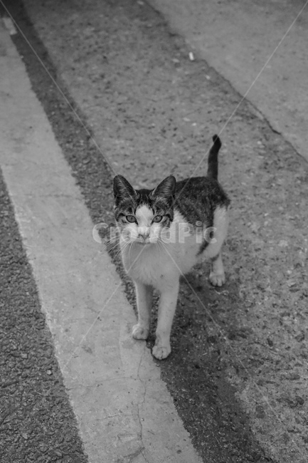 길고양이,고양이,흑백,cat,길냥이,동물,동물,animal,포유류,mammal,고양이,cat,kitten,kitty,흑백,모노톤,monochrome,black and white