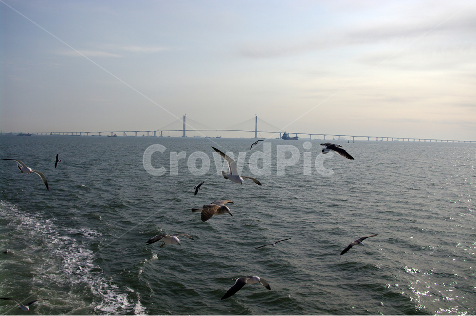 갈매기,바다,새,조류,날개,하늘,다리,동물,animal,조류,새,birds