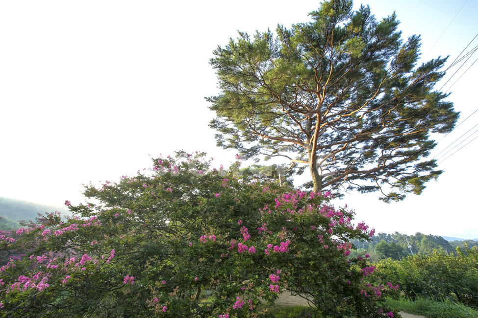 풍경,여름,식물,꽃,배롱나무,배롱나무꽃,백일홍,명옥헌,명옥헌원림,제각,연못,낙화,꽃잎,여름꽃,숲,자연,계절,season,summer,nature,landscape,담양