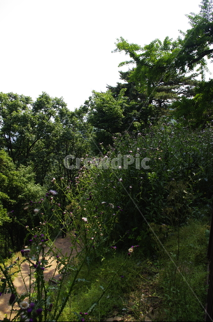 초록,잎,나무,식물,plant,자연,nature,자연,풍경,nature,landscape
