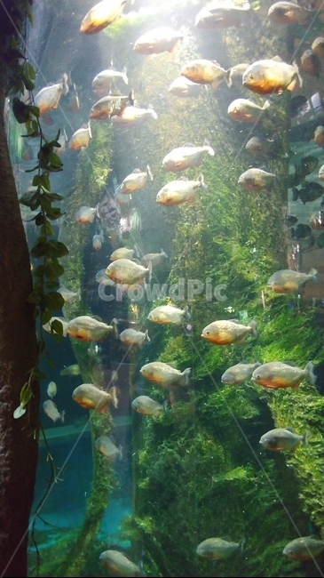animal,물고기,aquatic,피라냐,아쿠아리움,식인물고기