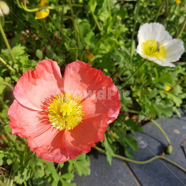 꽃,화단,flower,봄,꽃밭,자연,주황색꽃,주황꽃,주황,흰색꽃,흰꽃,꽃송이,꽃잎,white,orange,orangeflower,whiteflower,nature,색깔,color,색감,예쁜꽃,꽃다발,봄산책,산책,감성,계절,season,조경,향기,봄,계절,spring,season,식물,자연,plants,nature,꽃,flower,plant