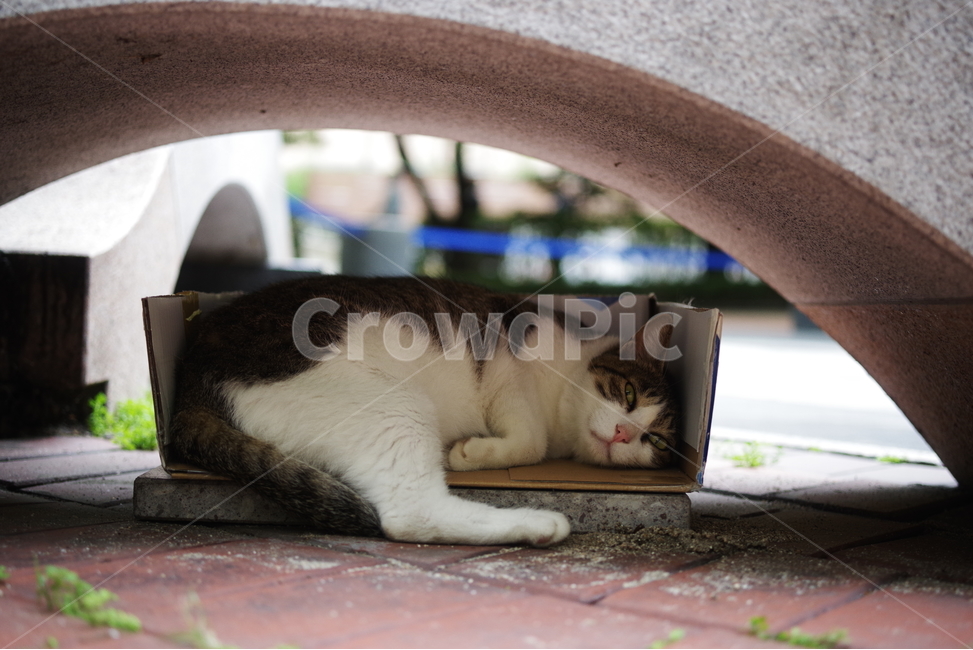 고양이,길고양이,동물,길냥이,애완동물,생명,자연,미묘,야생동물,cat,kitty,kitten,cute,lovely,adorable,pet,animal,streetcat,straycat,wildcat,wild,동물,animal,포유류,mammal,고양이,cat,kitten,kitty