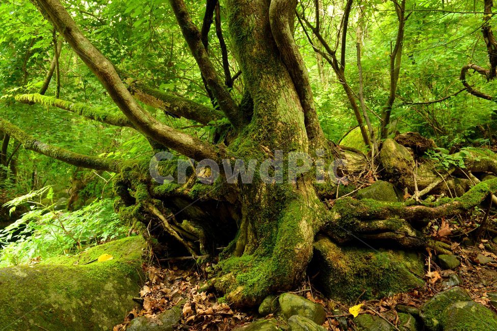 나무,물,상동이끼계곡,이끼,자연,개울,water,이끼계곡,돌,tree,뿌리,원시림