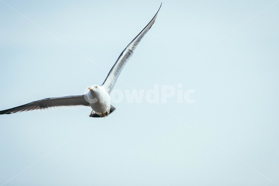 seagull,animal,동물,bird,갈매기,새