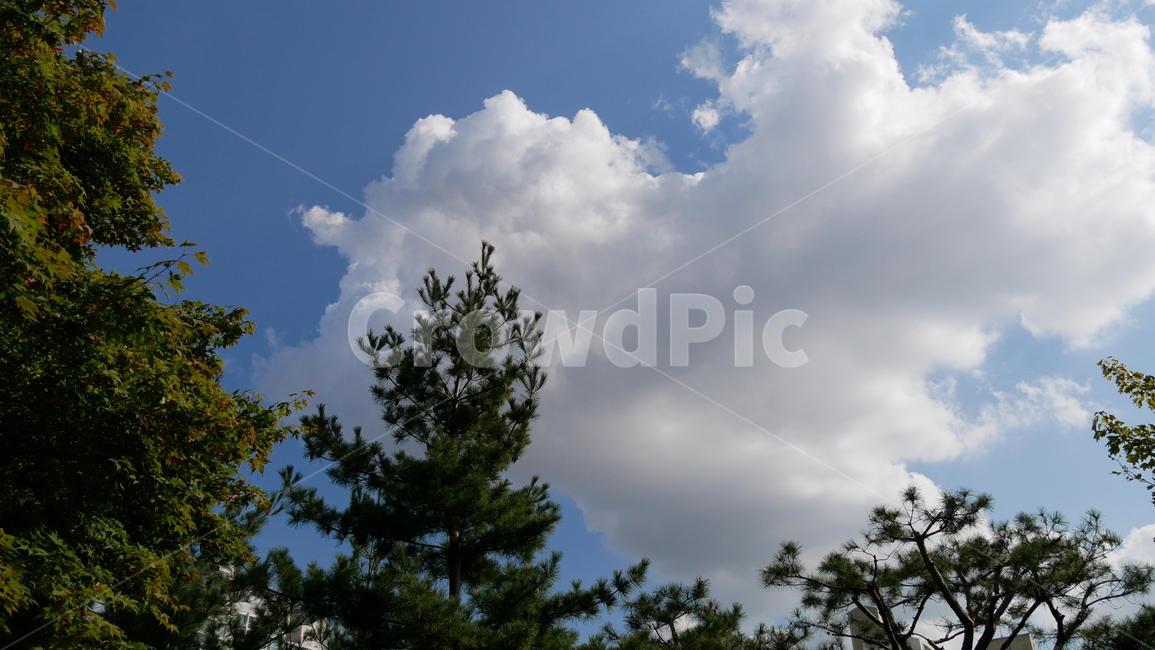 nature,자연,tree,나무,plant,식물,날씨,weather,구름,cloud