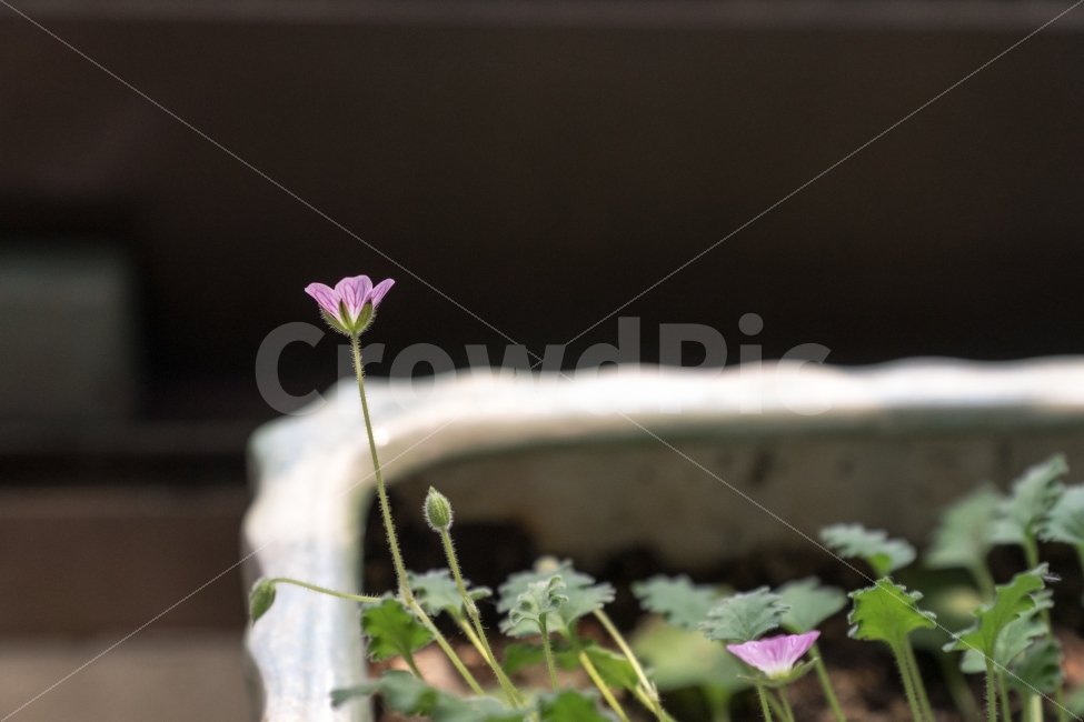 식물,꽃,풀,녹색,꽃잎,식물,자연,plants,nature,꽃,flower