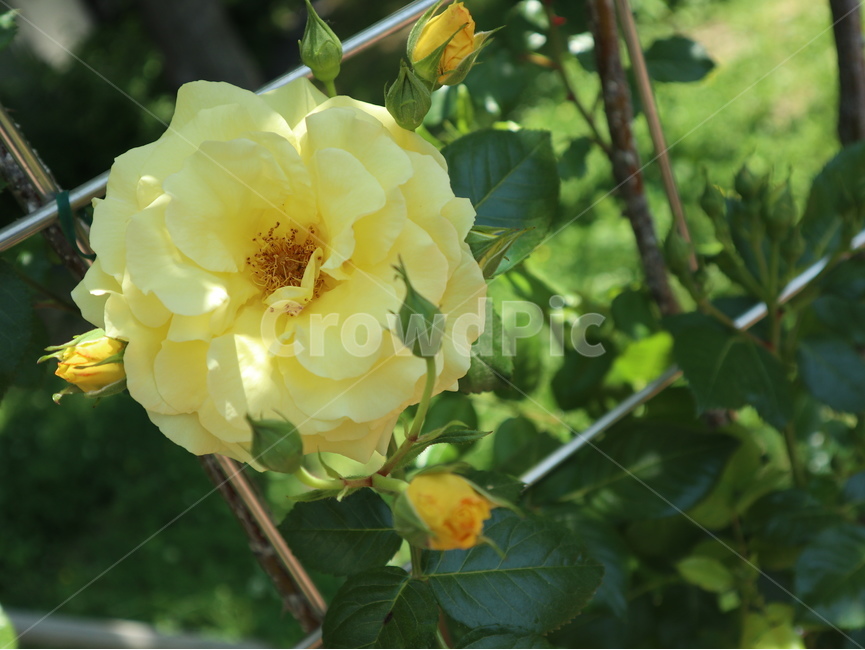 꽃,장미,봄,flower,노랑