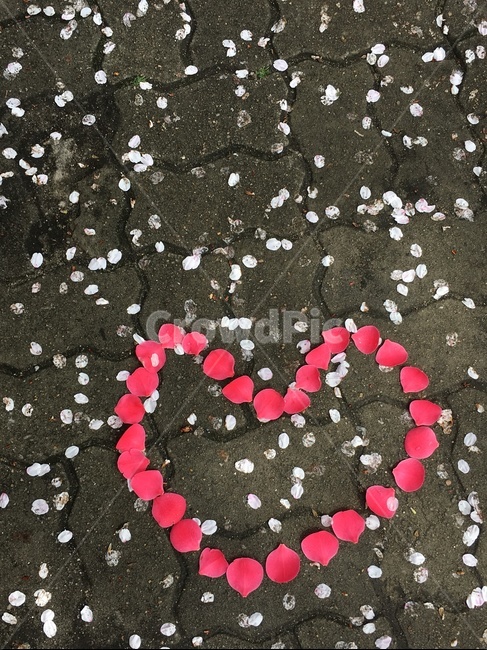 꽃하트,꽃잎,벚꽃잎,동백꽃잎,하트,flower,heart