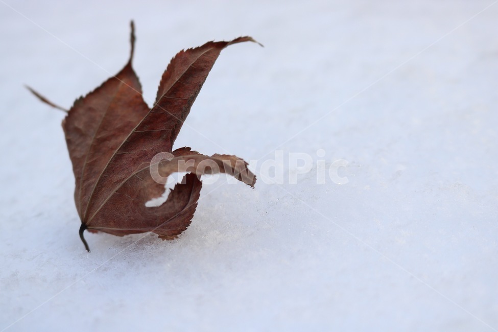 눈,자연,흰색,나뭇잎,단풍,갈색,snow,yuki,nature,white,shiro,leaf,maple,kouyou,brown,chairo,겨울,winter,huyu